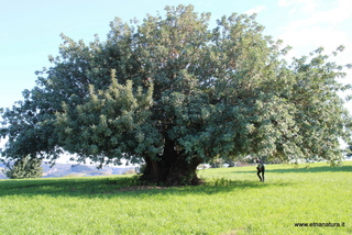 Carrubo di Castelluccio